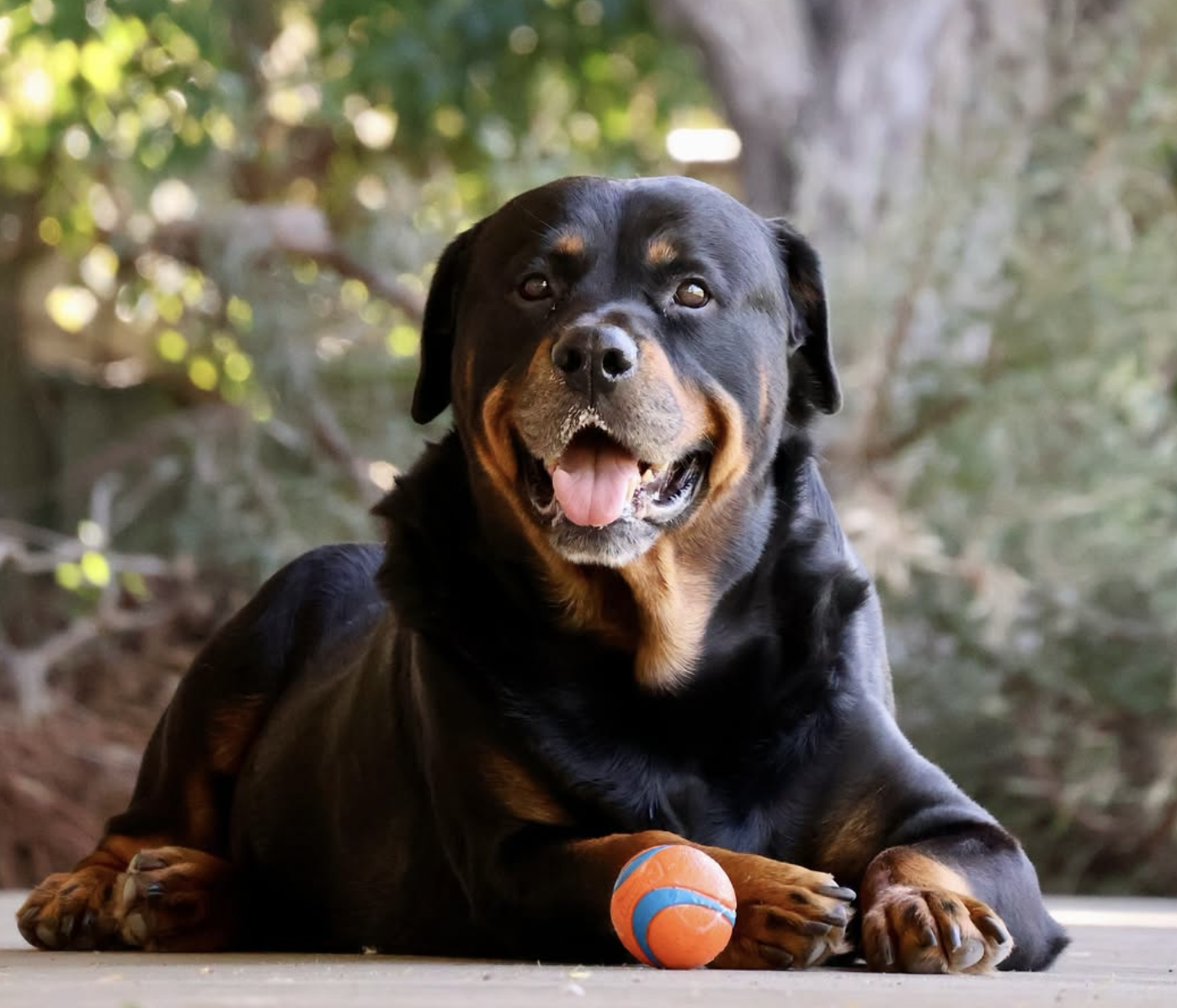 Hero image of happy dog